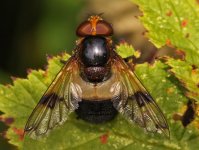 Volucella pellucens BF.jpg