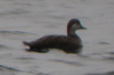 Walton QE2 reservoir Common Scoter 1.jpg