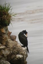 DSCN2018 Red-faced Cormorant 1.jpg