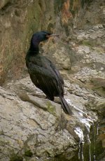 DSCN2021 Pelagic Cormorant.jpg