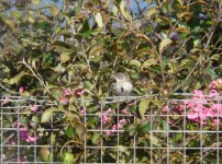 Barred_Warbler_Girdle_Ness_090910a.jpg