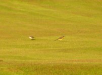 Grey_Headed_Wagtail_Girdle_Ness_090910a.jpg