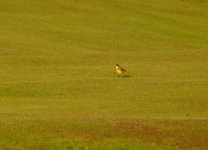 Grey_Headed_Wagtail_Girdle_Ness_090910c.jpg