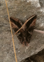 moth2_9th_SEPT_2010-069.gif