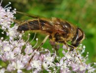 Eristalis sp1 BF.jpg