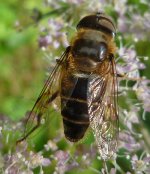 Eristalis sp3 BF.jpg