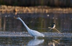 Egret & Kingfisher.jpg