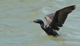 2 Cormorant - San Francisco California - 08May23 EMAIL.jpg