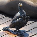 3 Cormorant  - San Francisco California - 08May EMAIL.jpg