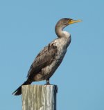 4 Cormorant - Cape Coral Florida - 08Dec3 a EMAIL.jpg