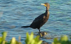 5 Cormorant  - Tavernia Key Largo Florida - 09Nov15 sEMAIL.jpg