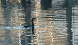 6 Cormorant  - Cape Coral Florida -  07Nov15 EMAIL.jpg