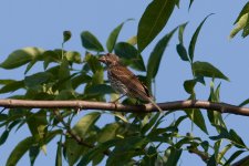 Purple Finch2-2661.jpg