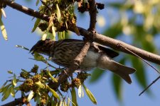 Purple Finch3-2670.jpg