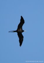 JAY_0182 Great Frigatebird.jpg