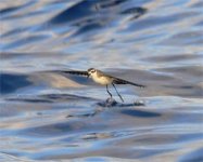 Madeira Wh-faced St-petrel P1170172.JPG