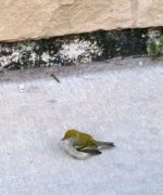 green bird small.JPG