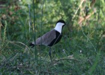 Spur-winged Lapwing.jpg