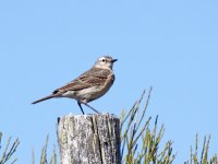 IMG_0583_Water Pipit.jpg