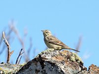 IMG_0633_Tawny Pipit.jpg