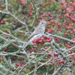 Spotted Flycatcher.jpg