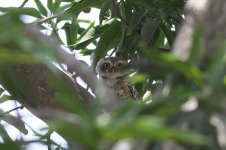 Spotted Little Owl iran 1.jpg