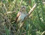 Wryneck1.jpg