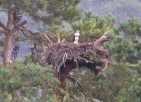 Osprey-chick-on-nest-_2010.jpg