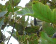 Icterine Warbler_Torry_110910a.jpg