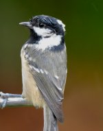 Coal Tit.jpg