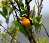 yellow rumped flycatcher s.jpg