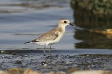 Lesser Sand Plover iran 1.jpg