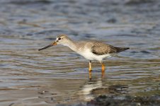 Terek Sandpiper iran 1.jpg