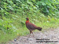 tragopan.jpg