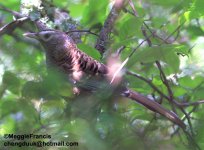 barred laughingthrush.jpg