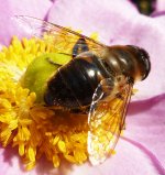 possible Eristalis tenax BF.jpg