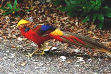 GoldenPheasant 2.jpg