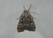 harlow-moth-2.jpg