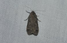 harlow-moth-3.jpg