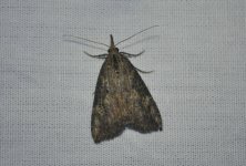 harlowmoth4.jpg