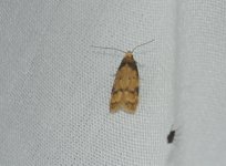 harlow-moth-6.jpg