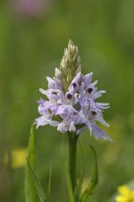 pyramidal orchid.jpg