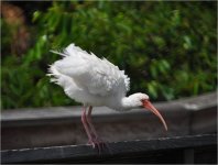 preening ibis.jpg