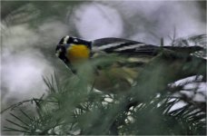 Yellow-throated.jpg