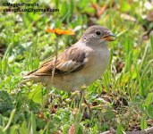 Tibetan Snowfinch.jpg