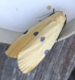 Four-spotted Footman 11 Aug.jpg