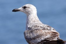 gull9x6.jpg