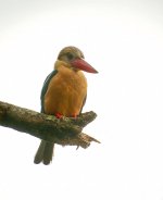 stork billed kingfisher nex5_DSC3055.jpg