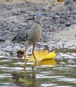 striated heron nex5 c_DSC3208.jpg