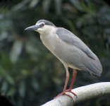 bc night heron breed nex5_DSC3347.jpg